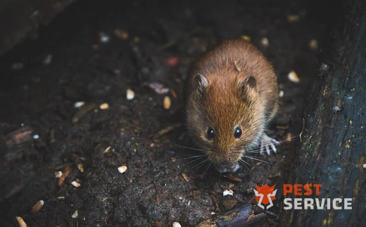 Дератизация в Мурино